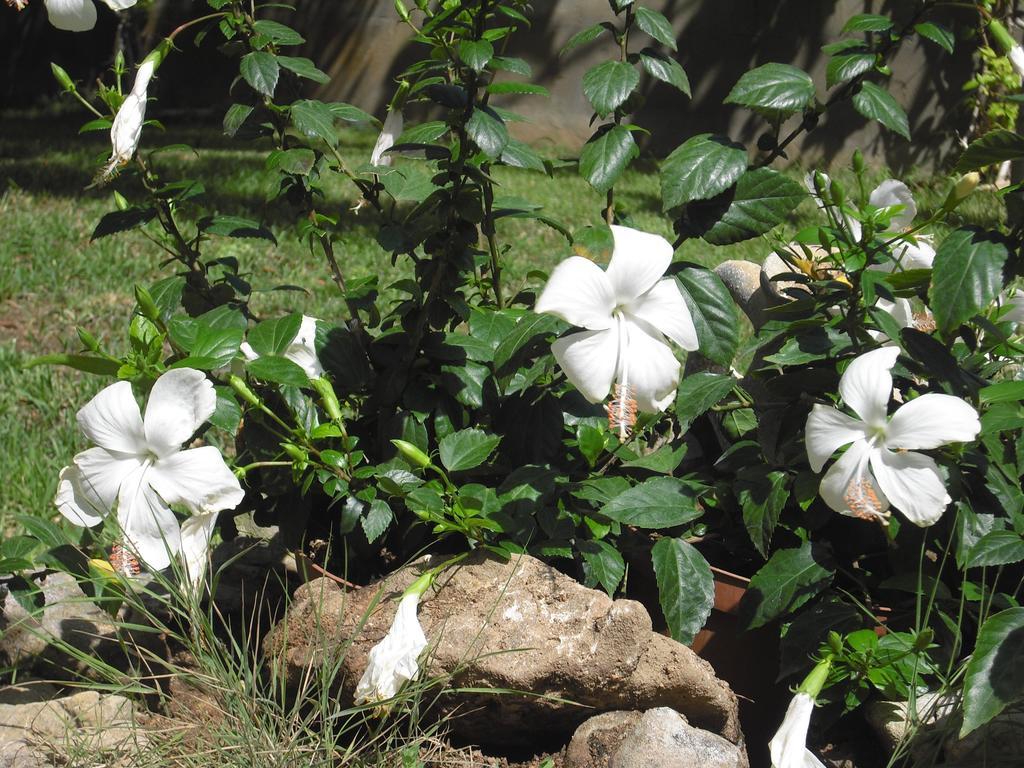 B&B Hibiscus Capoterra Kültér fotó