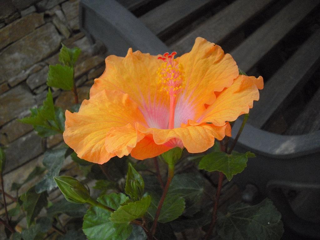B&B Hibiscus Capoterra Kültér fotó