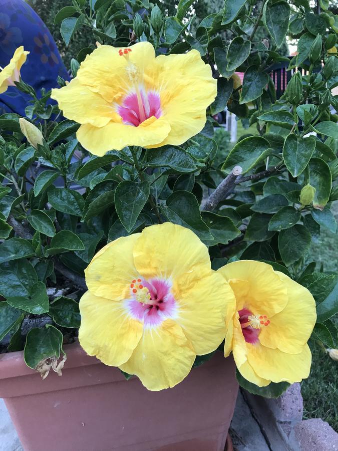 B&B Hibiscus Capoterra Kültér fotó
