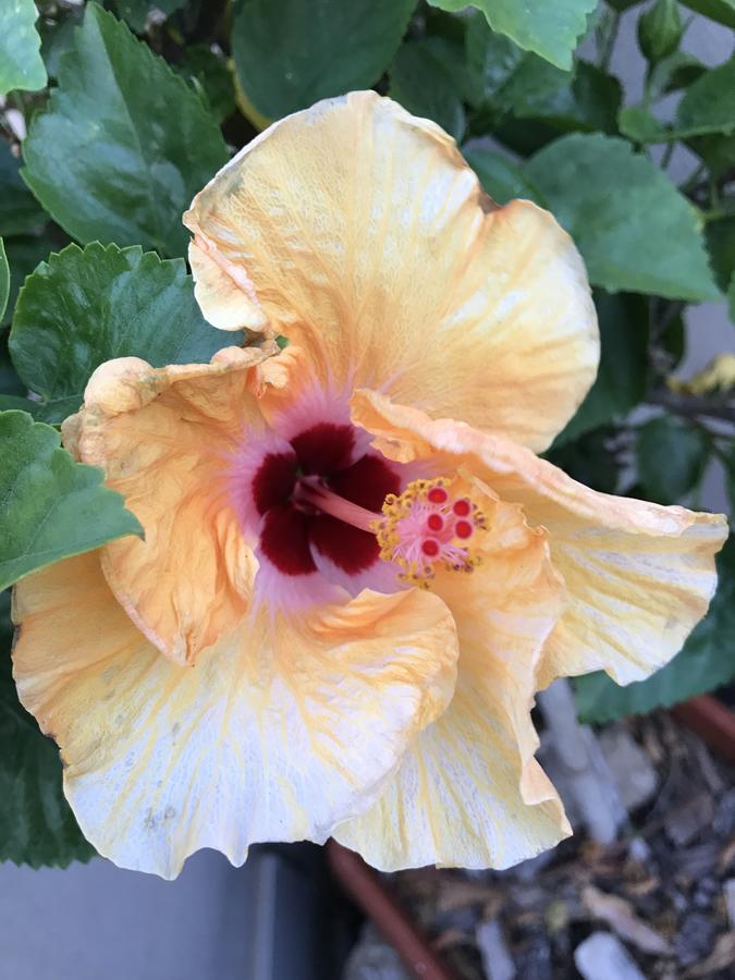 B&B Hibiscus Capoterra Kültér fotó