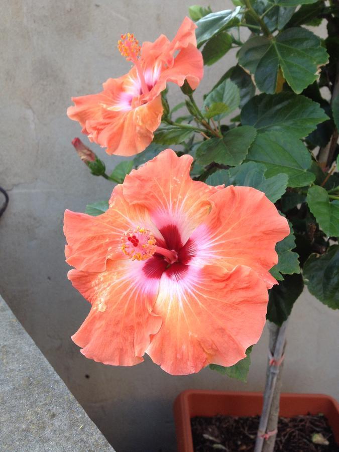 B&B Hibiscus Capoterra Kültér fotó